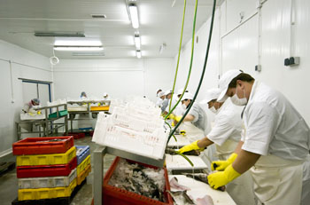 Hexagonal Water applied to seafood processing