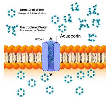  Revitalized water in aquaporin